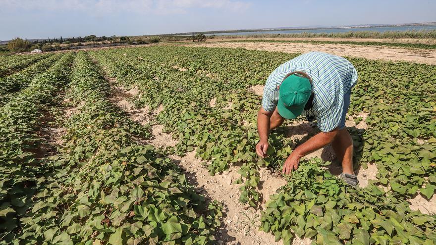 El Juzgado Privativo de Aguas de Guardamar quiere decidir en los conflictos entre agricultores