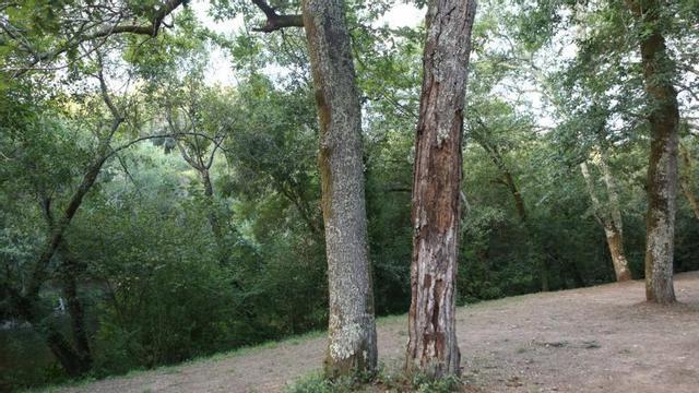 Un árbol seco, en la Insua de San Ramón. | BERNABÉ/AMANDA CASTRO