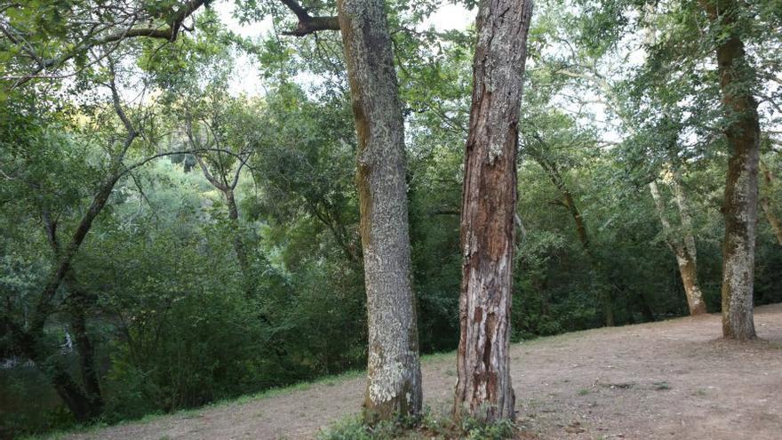 Vila de Cruces talará en septiembre los árboles secos de Gres