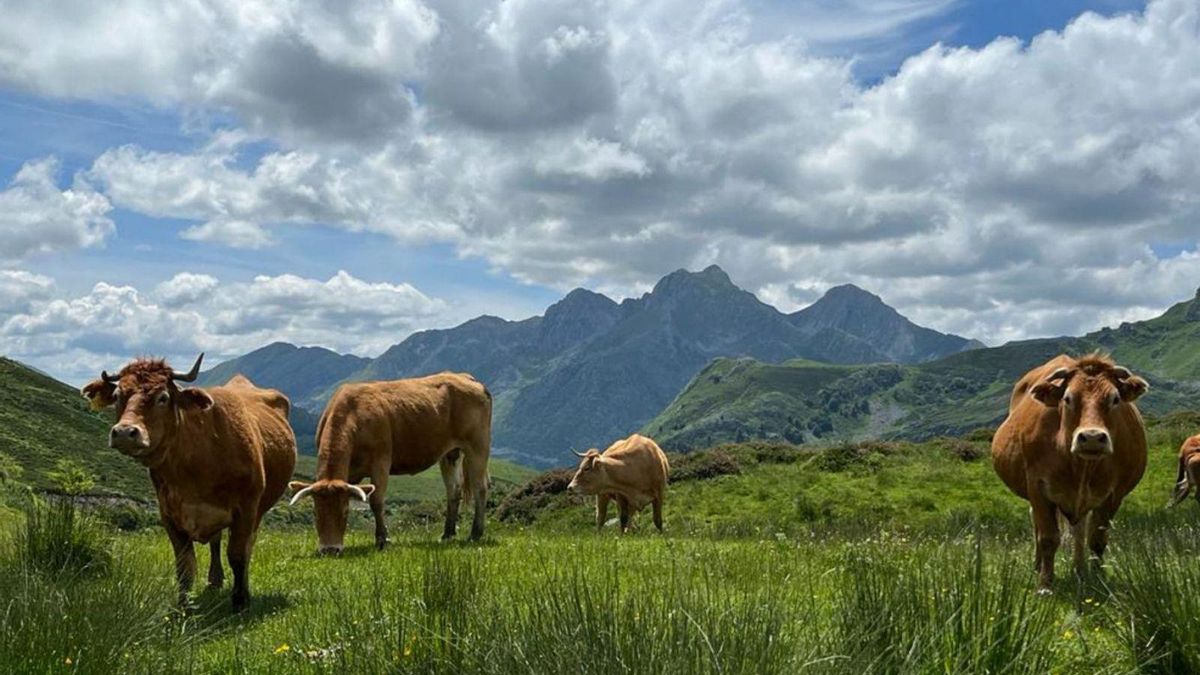 Agricultores y ganaderos asturianos eligen su futuro