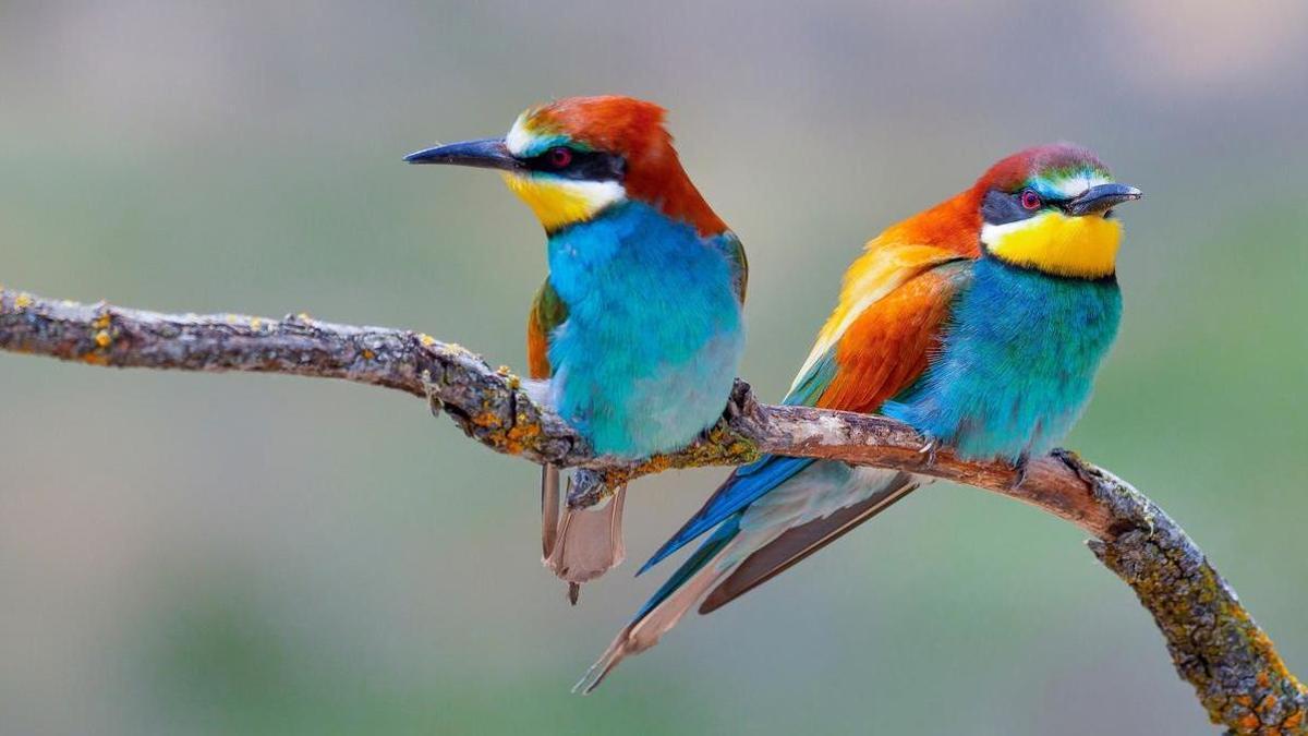 ABEJARUCO EN ESPAÑA | Empiezan a llegar a España miles de abejarucos, una de las aves más coloridas y sorprendentes