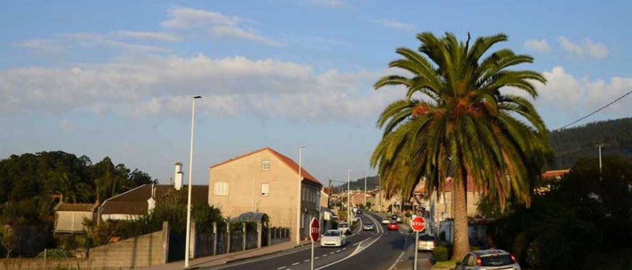 La palmera de Portomaior que aún &quot;sobrevive&quot; a la plaga del picudo rojo. // Gonzalo Núñez