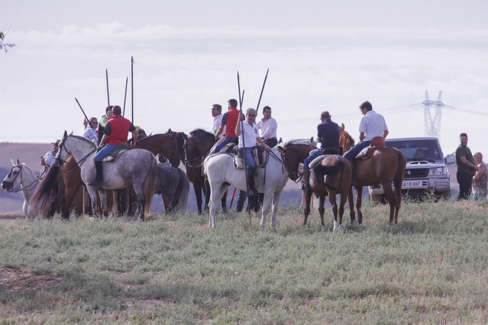 Encierro en Sanzoles (Zamora)