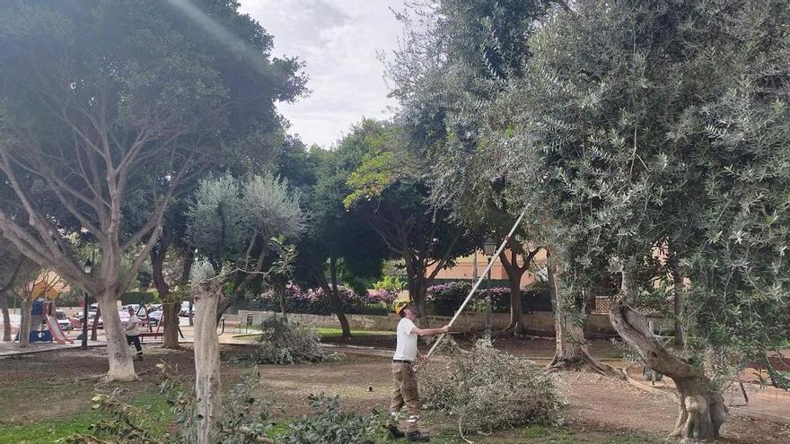 Torremolinos poda hasta octubre 6.300 árboles en 150 calles de la localidad