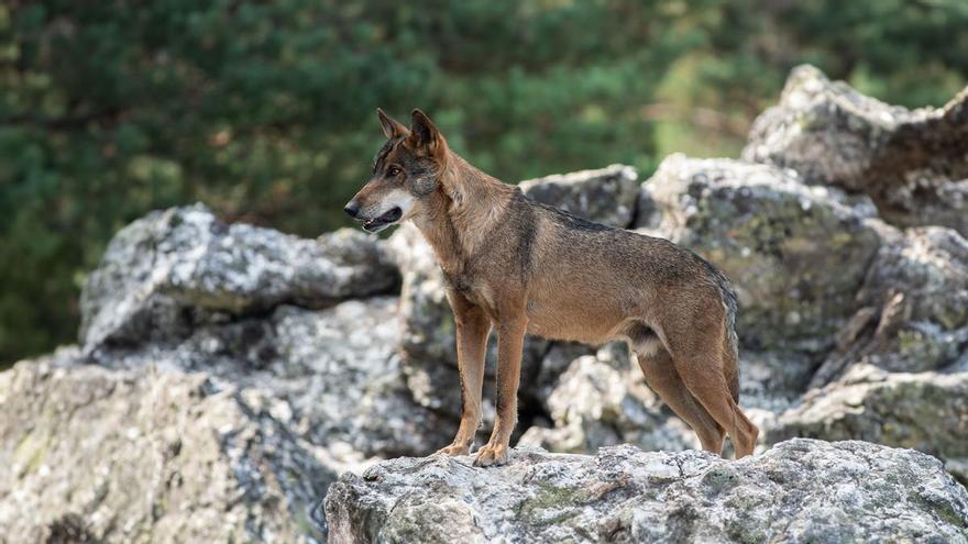 Las comunidades presionan para que se desproteja el lobo