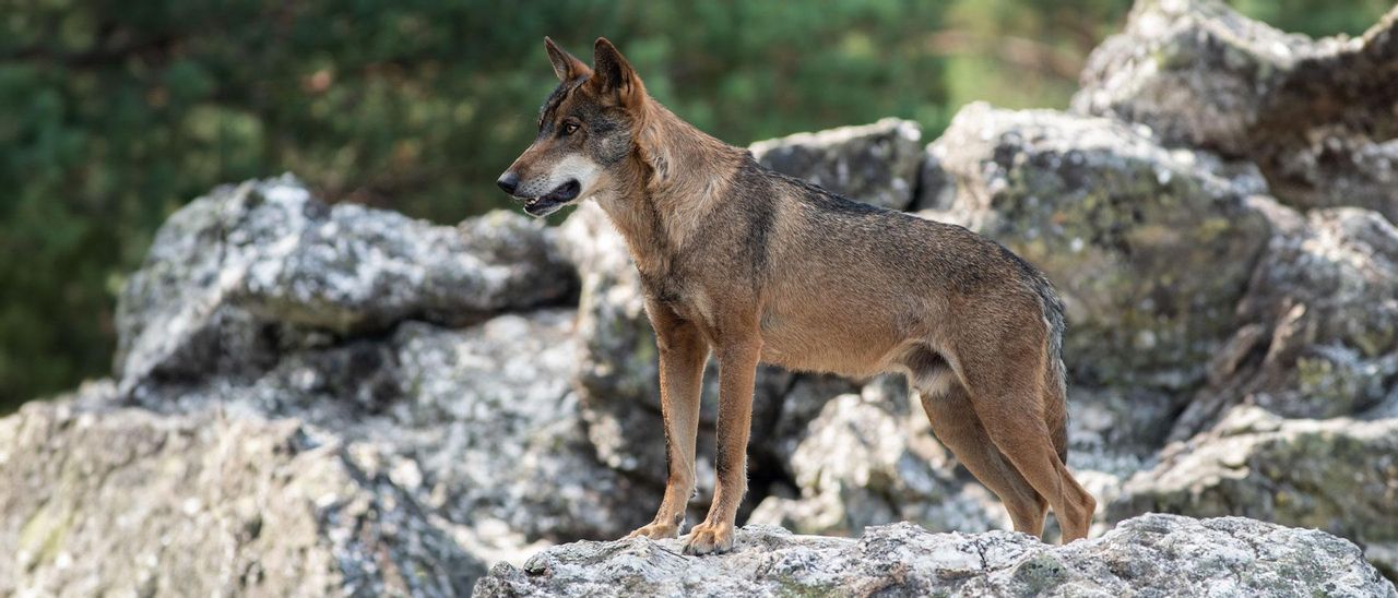 Lobo ibérico