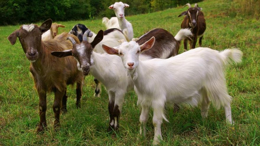 Un grupo de cabras.