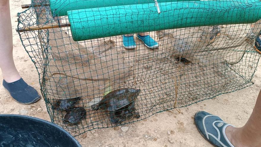 La tortuga autóctona prospera en Montserrat: la laguna se consolida como refugio