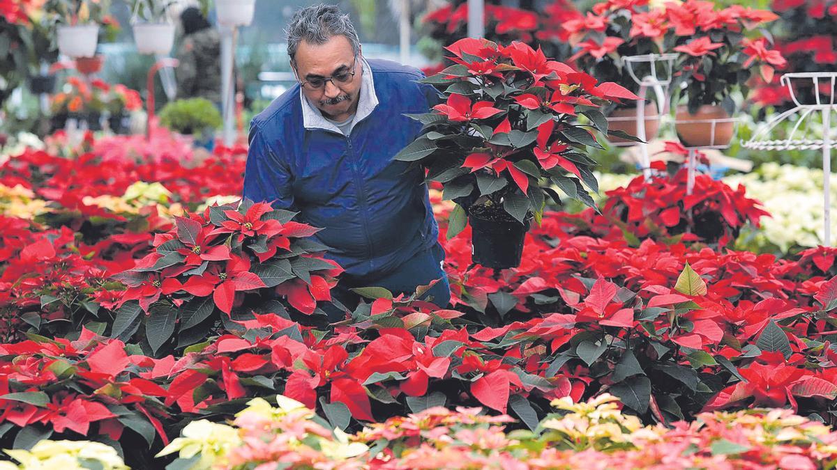 Un florista prepara las plantas de Pascua para su venta.