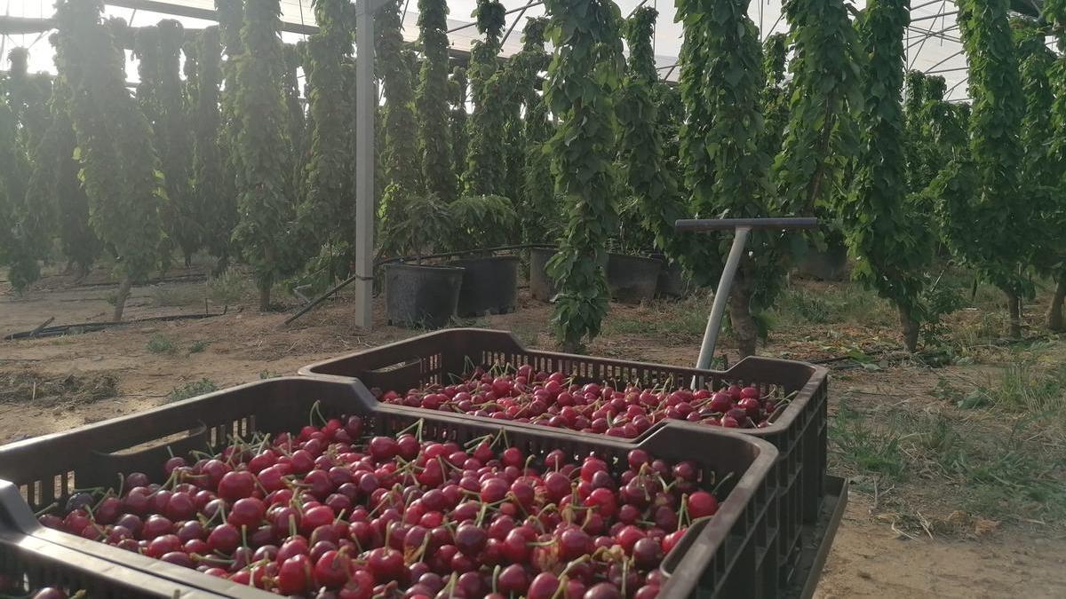 Las primeras cerezas en un campo de cultiro de Huesca.