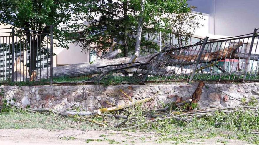 El árbol derribado ayer por el viento sobre la valla de la piscina cubierta de la Ciudad Deportiva.