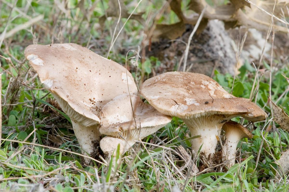 Setas de cardo.