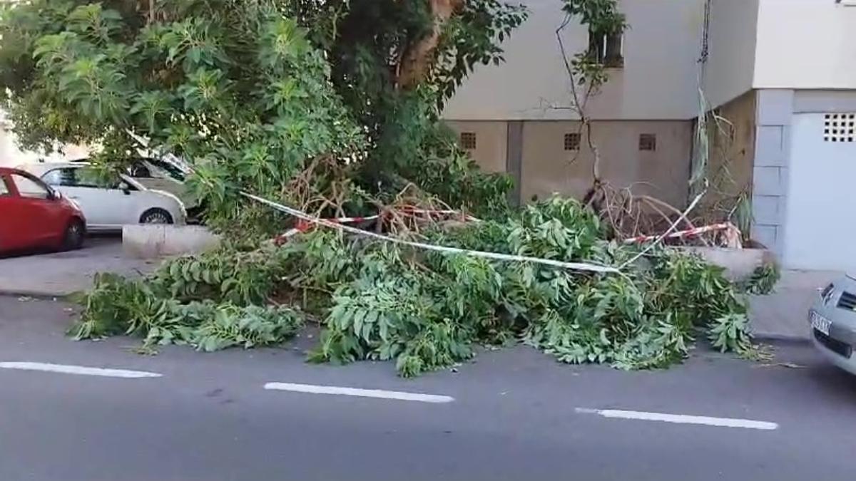 Dos enormes ficus se convierten en un peligro para los vecinos de la Vega de San José