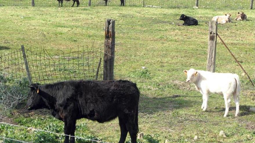 La Junta declara toda Extremadura zona de especial incidencia de la tuberculosis bovina