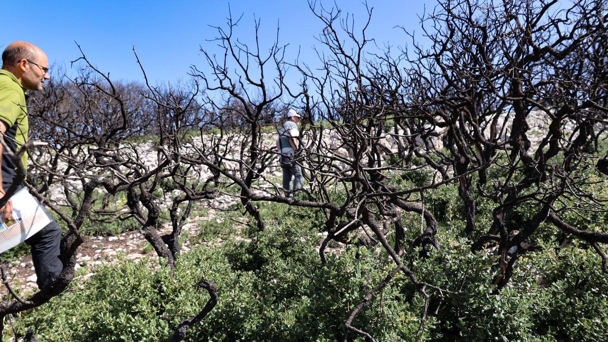 La Font Roja empieza a rebrotar un año después del incendio