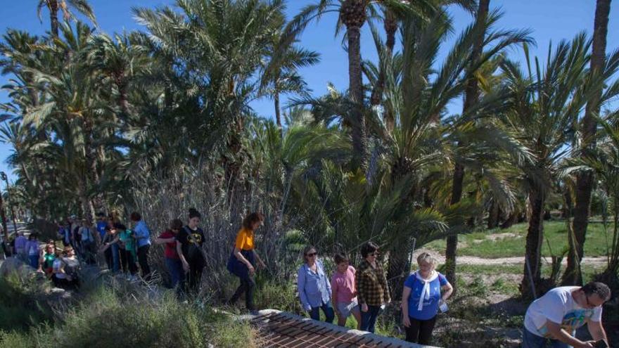 El Palmeral de Elche, a debate en la Universidad de Alicante