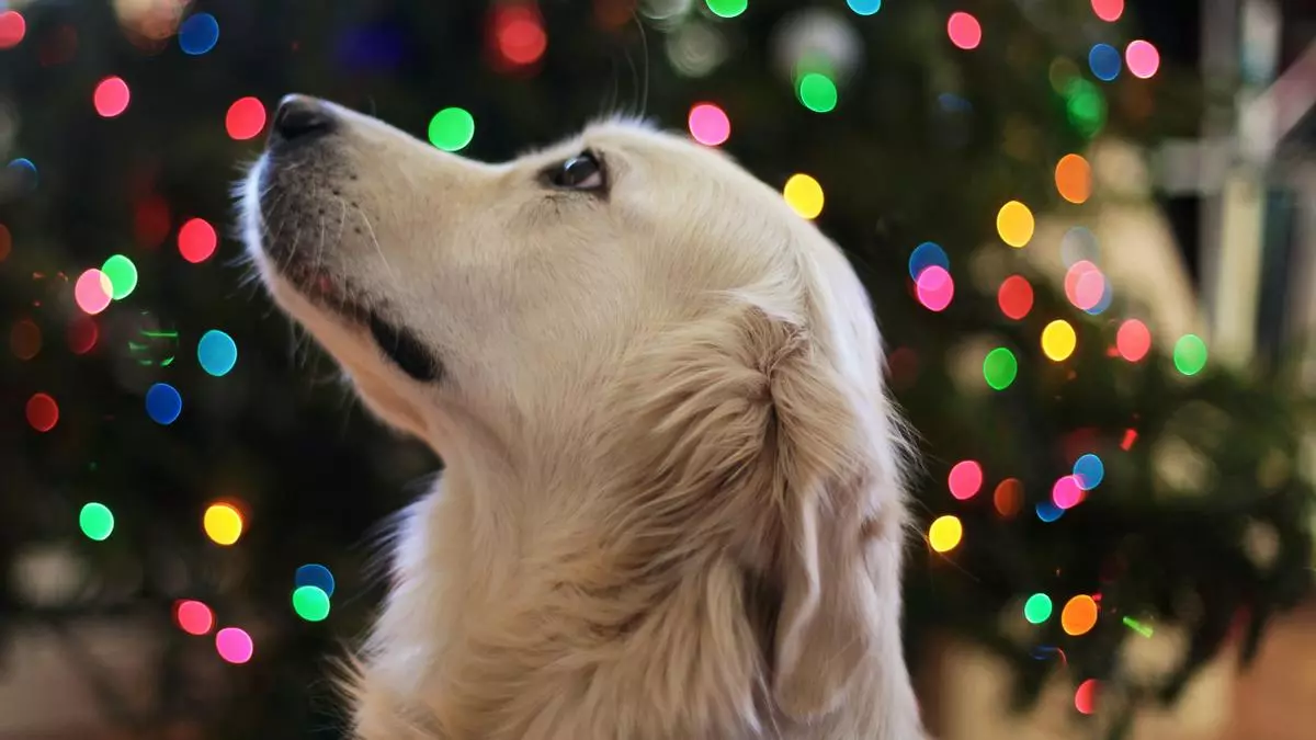 Estos son los alimentos que típicos de la Navidad que son peligrosos para la salud de tu perro