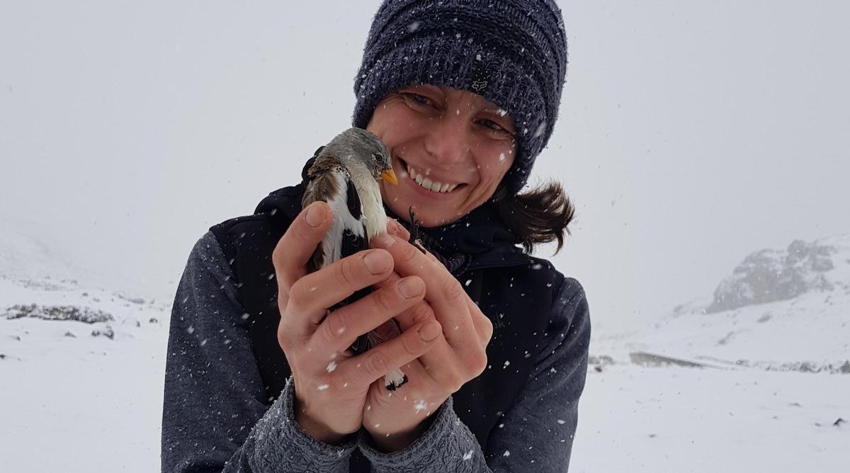 María del Mar Delgado, con un gorrión alpino en Las Ubiñas.
