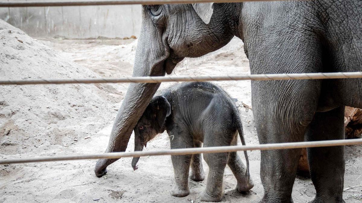 Una cría de elefante recién nacida pasea el zoo de Copenhague