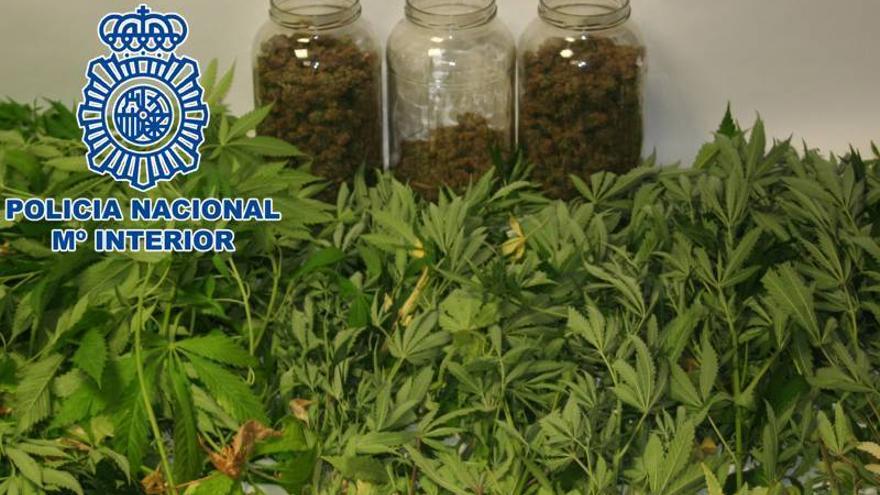 La Policía Nacional halla 23 plantas de marihuana en un piso de Castellón