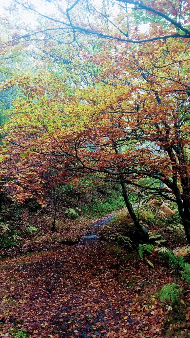 Devesa da Rogueira - O Courel- (Lugo)