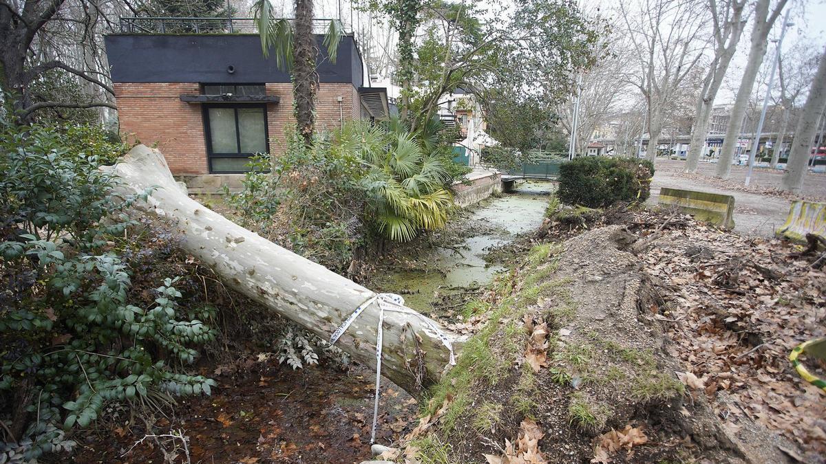 Un dels arbres caigut al canal de rec, a tocar de la Rosaleda, fa uns mesos.