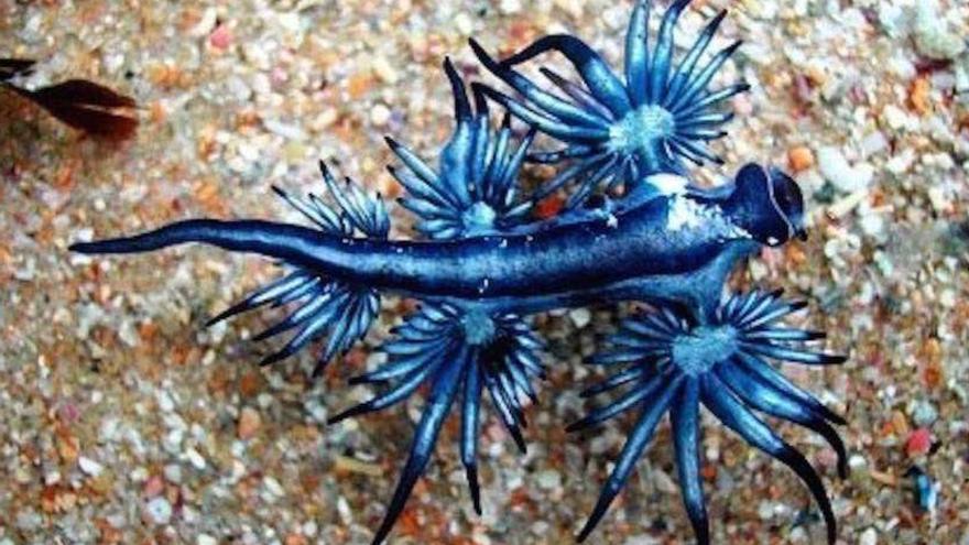 Los ‘dragones azules’ colorean el litoral