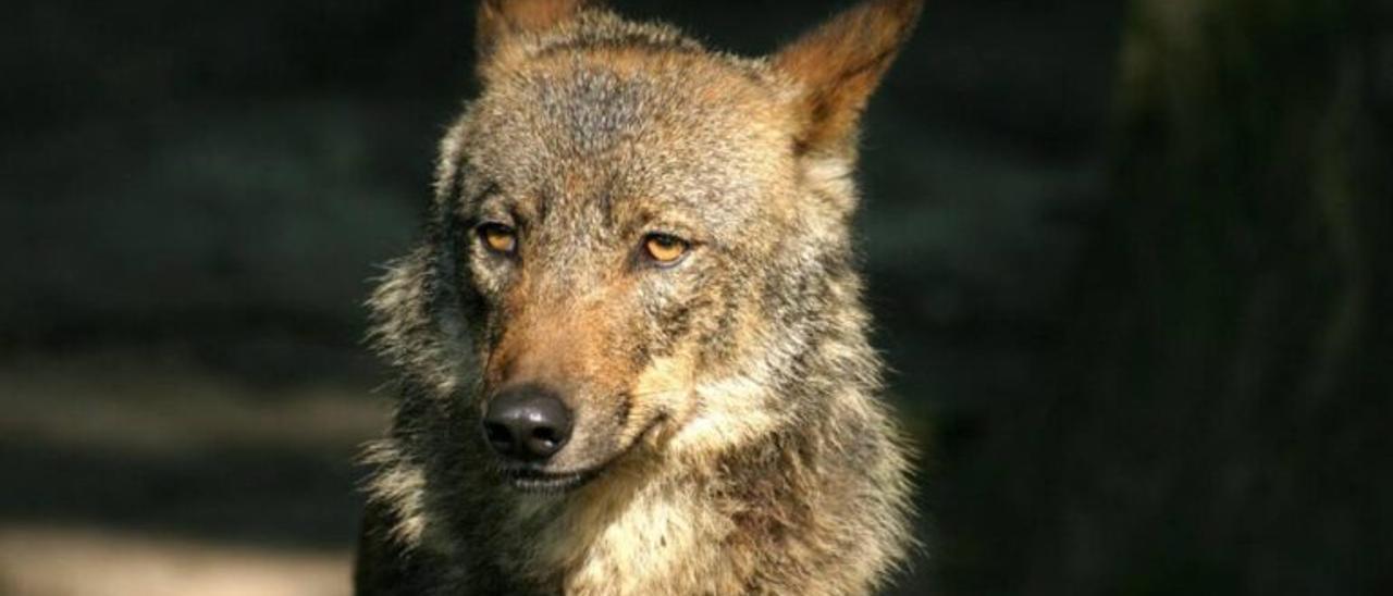 Acuerdo Gobierno-autonomías para la protección del lobo en toda España