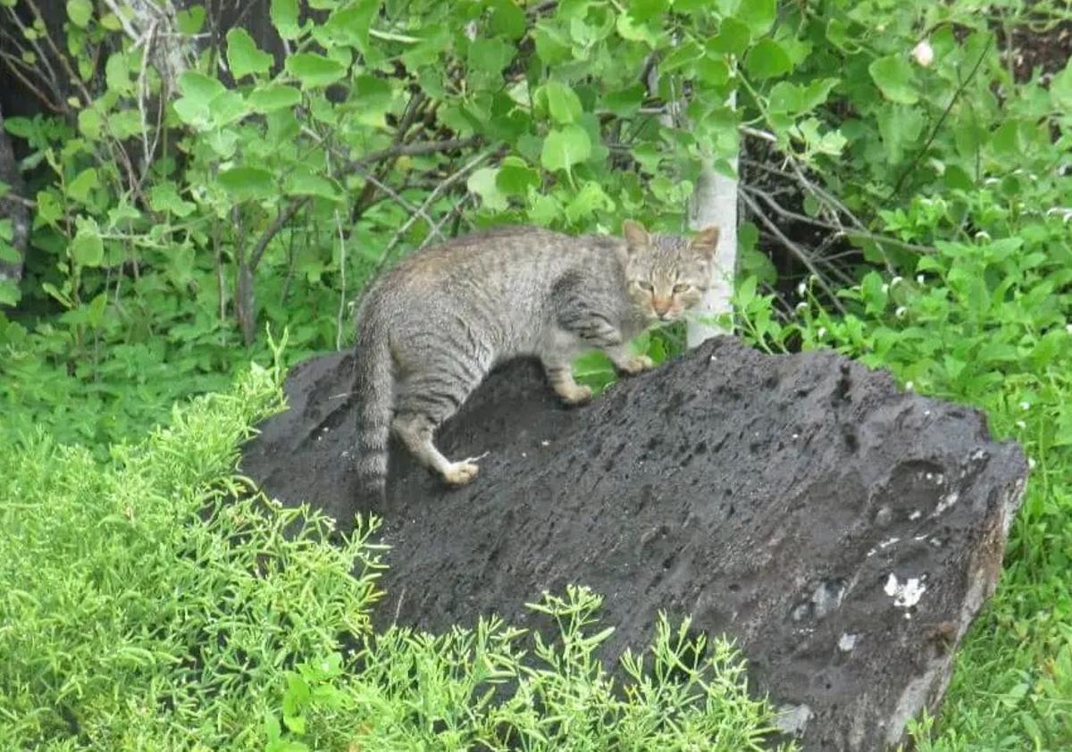 Un gato asilvestrado en las Galápagos