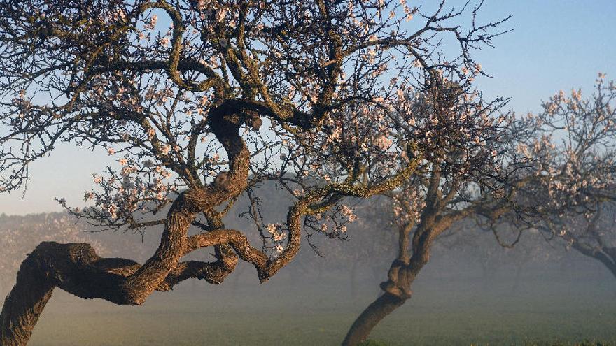 Almendros en un campo de Ibiza