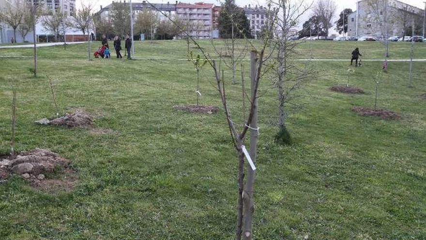 Árboles plantados en la zona universitaria // Iñaki Osorio