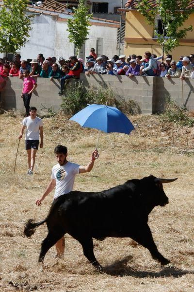 Encierro Guarrate