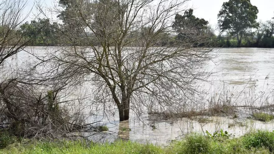 Así se encuentra el Guadalquivir a su paso por Sevilla