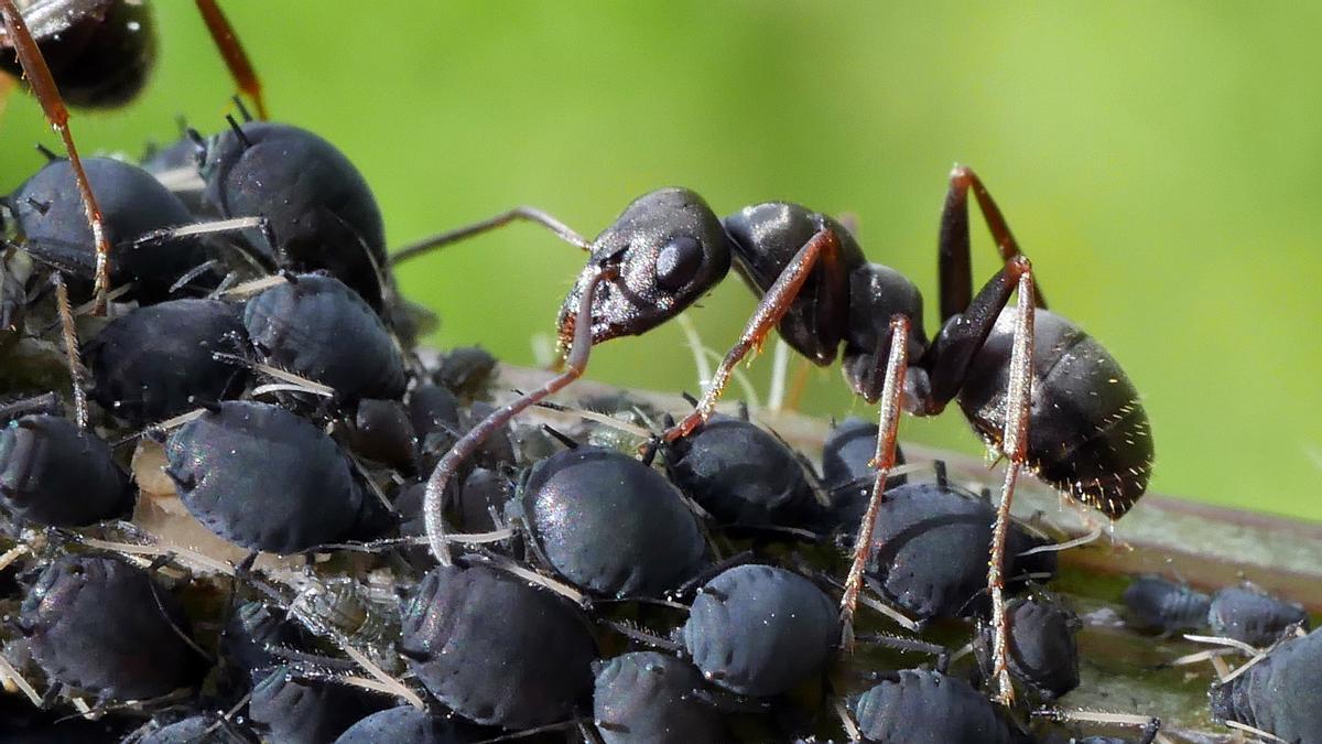 Una hormiga y varios pulgones.