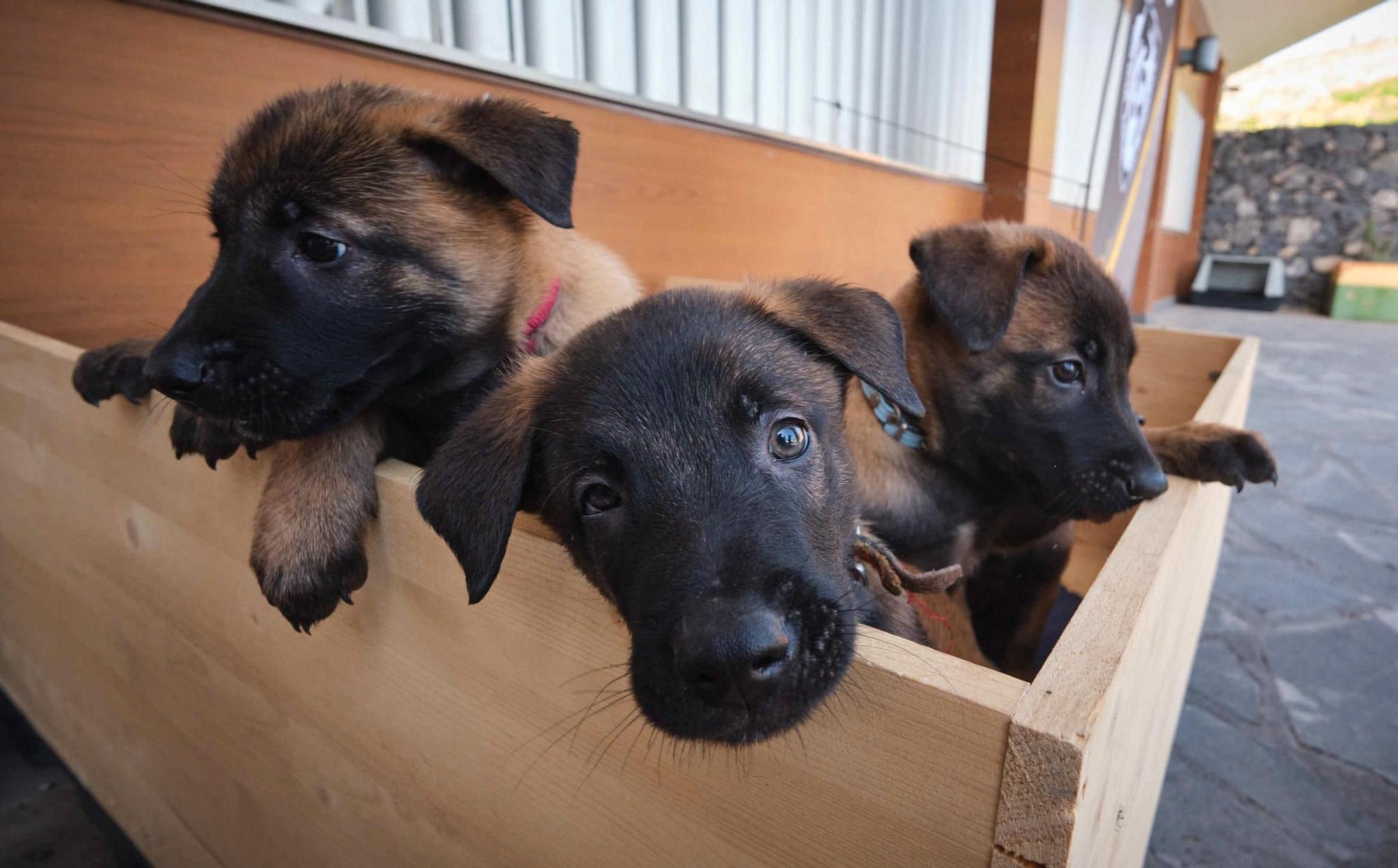 Estos son los nuevos cachorros de la Unidad Canina de la Policía Local de Santa Cruz