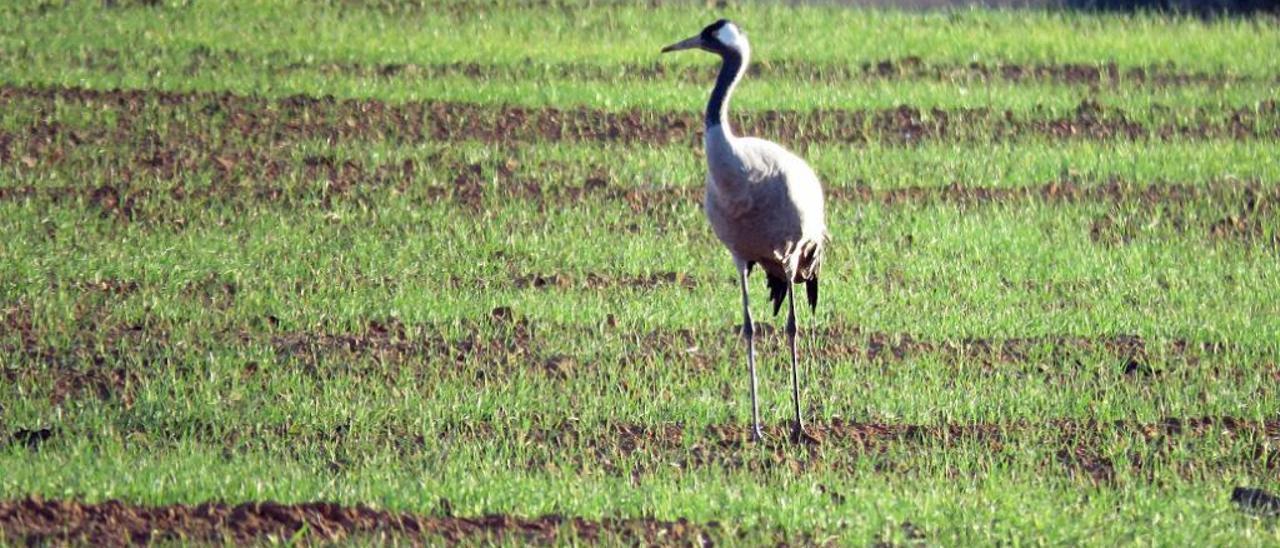 La grulla descubre La Pedrera