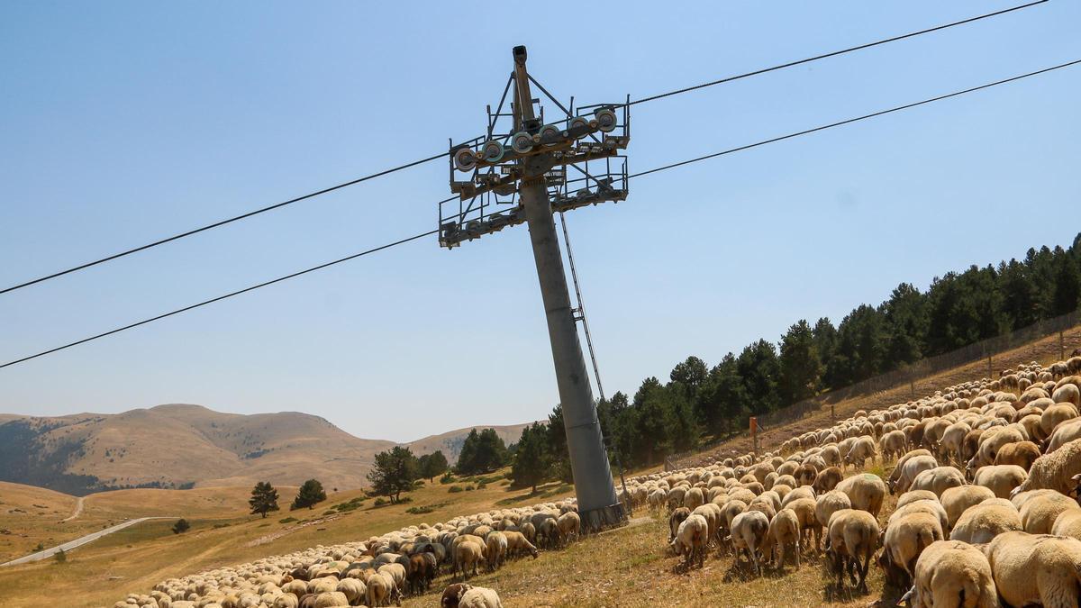 VÍDEO | Més de 3.000 ovelles preparen les pistes d'esquí de La Molina durant l'estiu