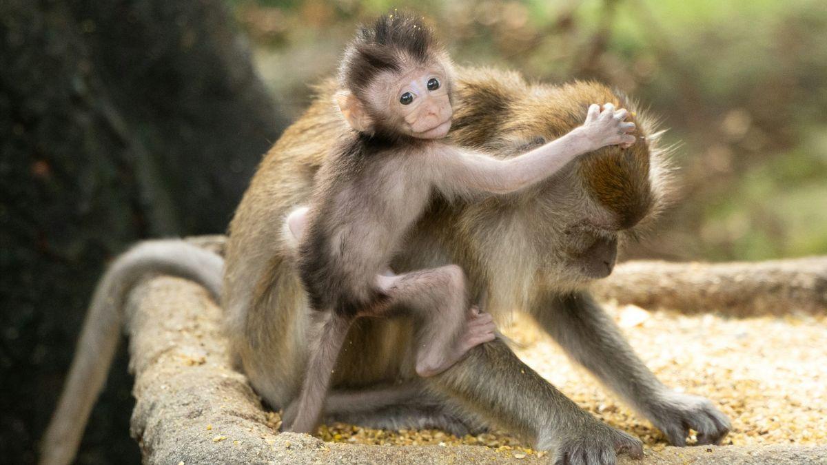Los químicos y el clima dañan la reproducción en múltiples especies.