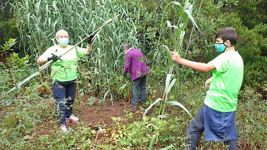 Las veteranas voluntarias Ana María Martínez y María Rivero en plena faena contra la caña común.