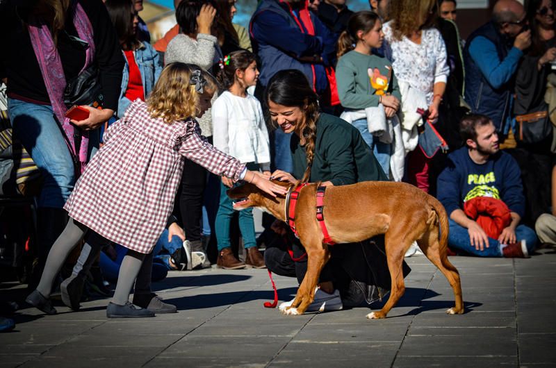 Fundación Bioparc y AUPA celebran el 15º Desfiles de perros abandonados