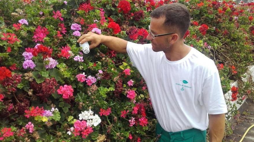 Introducen un insecto en el Pont de les Flors contra una plaga