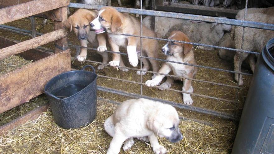 Localizan un matadero ilegal con animales muertos y despellejados en La Rioja