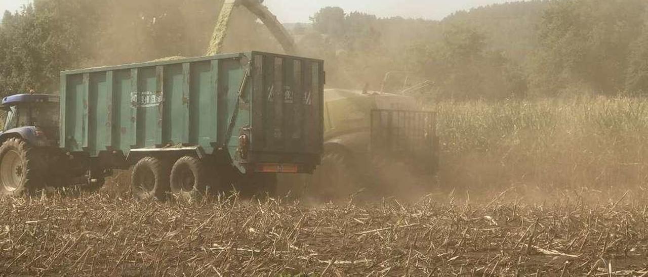 Inicio de los trabajos de ensilado de maíz  |  Las elevadas temperaturas que se registran estos días y la sequía que se arrastra en los últimos meses ha obligado a los ganaderos a comenzar con los trabajos de ensilado del maíz. Este es el caso de la cooperativa lalinense Cobideza, que además adelantó estos trabajos por los daños del jabalí. Su presidente, Román Santalla, afirma que lo que se preveía que fuese una campaña razonablemente buena se va a quedar &quot;en una cosecha moderadamente mala&quot;.