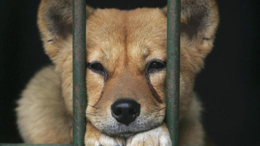 Las autoridades multarán a quien venda carne de perro en Yulin.