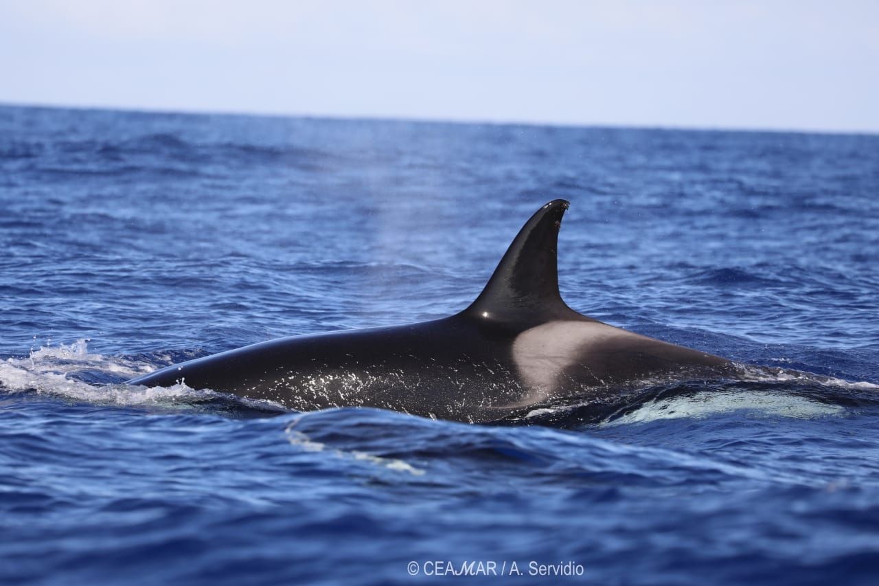 Avistamiento de orcas a unas tres millas de El Hierro