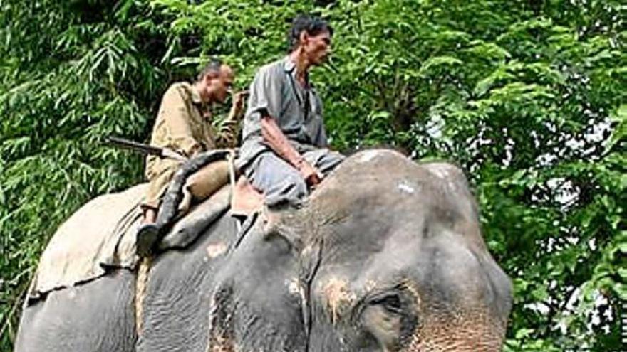 Mouen de lloc un poble per deixar-hi passar els elefants