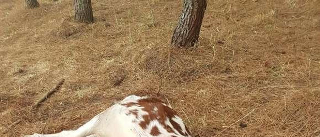 La ternera apareció muerta ayer por la mañana.