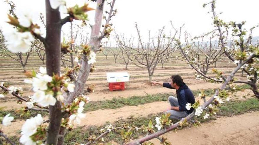 Los abejorros ayudan a la polinización de los cerezos.