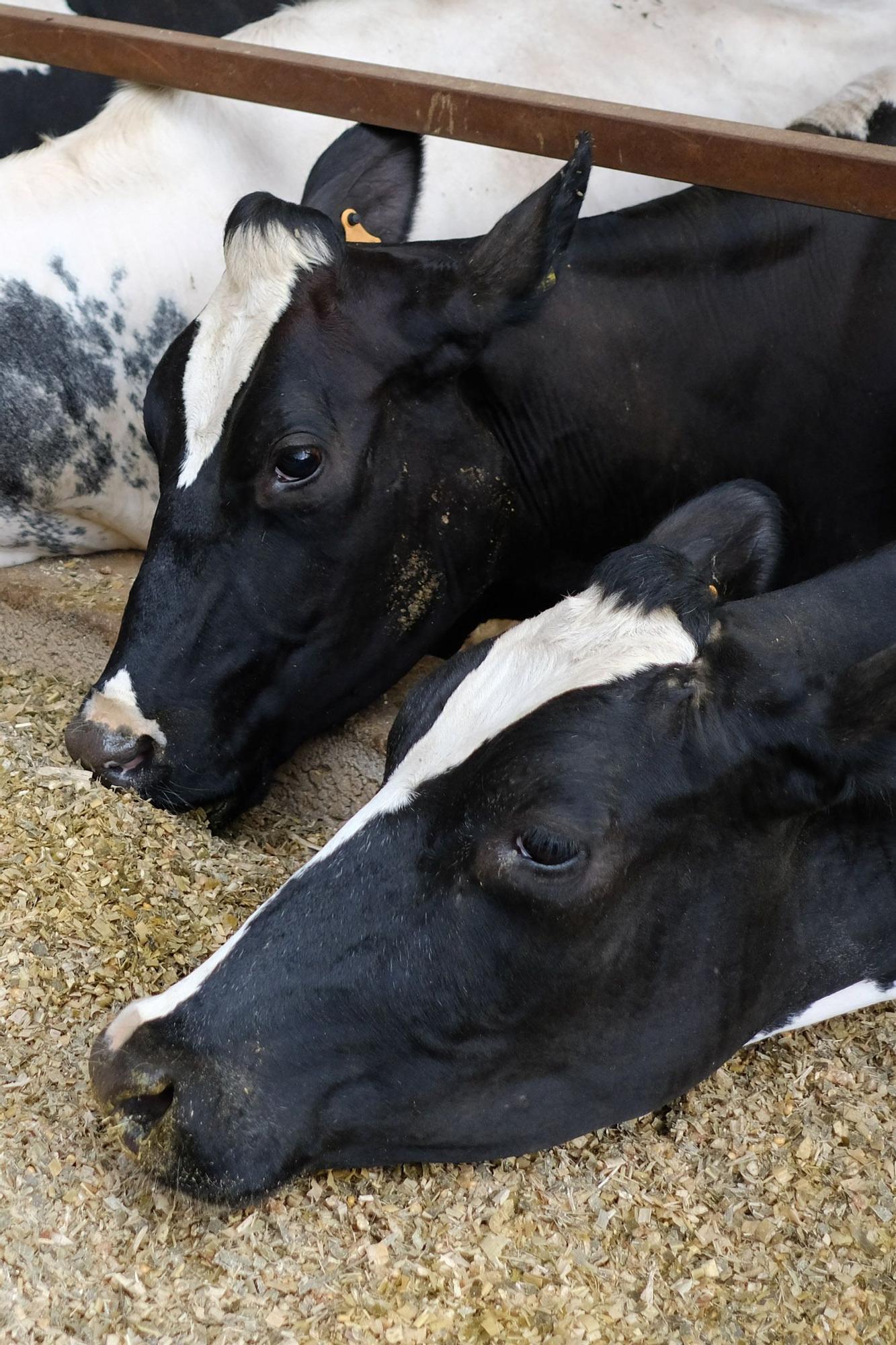 Judith González, ganadera de Valsequillo con casi un centenar de vacas