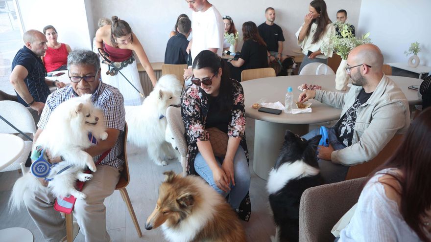 Primer bar para perros de A Coruña: &#039;Bubble teas&#039; para los más peludos